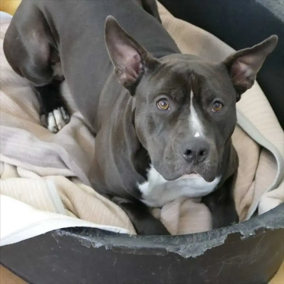 Rio - American Staffordshire Terrier - Bild 5