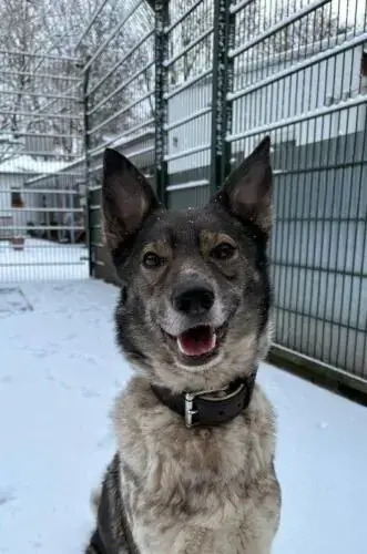 Nala -  - Bild 6