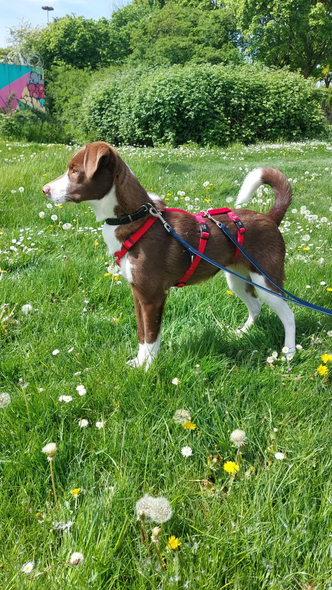 Lupo -  - Bild 2