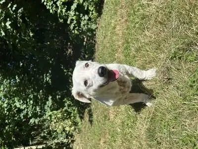 Nele – Hund – Bild 3
