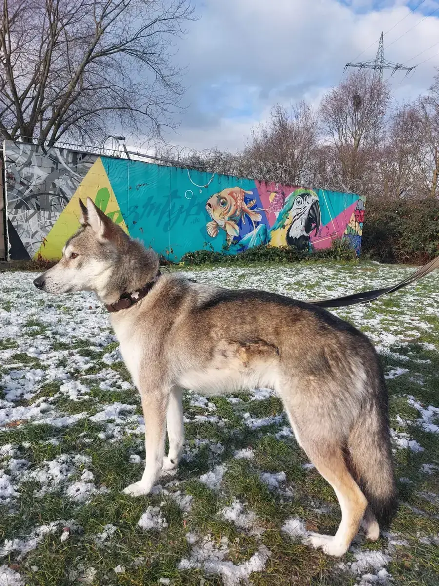 Askan - Siberian Husky - Bild 2
