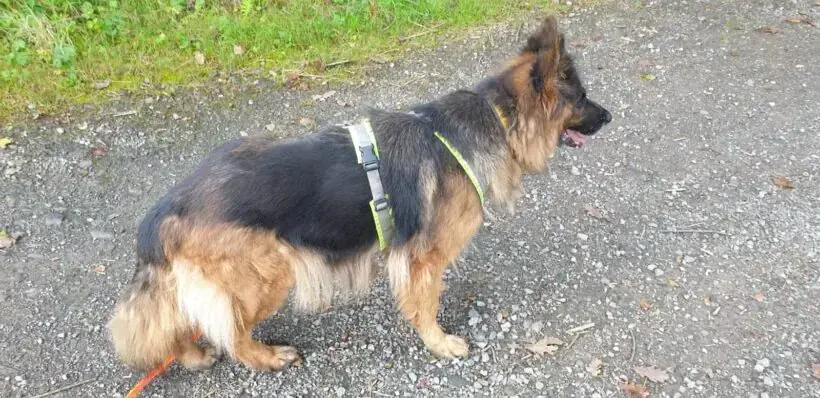Bonnie - Deutscher Schäferhund - Bild 1