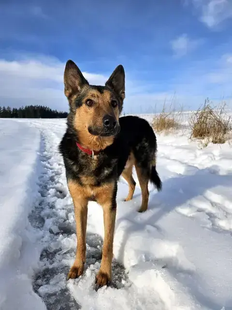 Lando -  - Bild 1