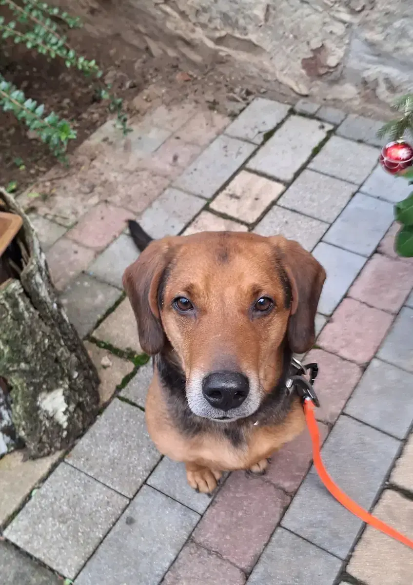 Fred -  - Bild 1