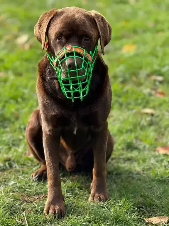 Neo - Labrador Retriever - Bild 6