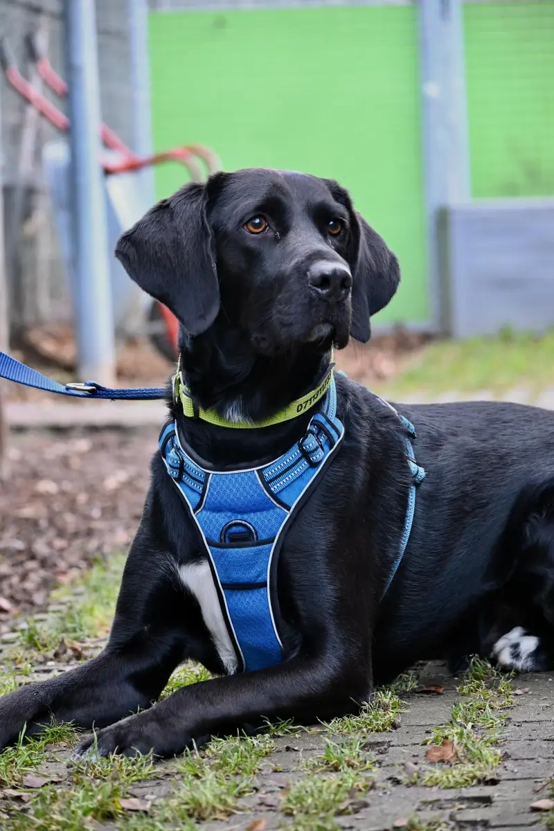 Balu - Labrador Retriever - Bild 6