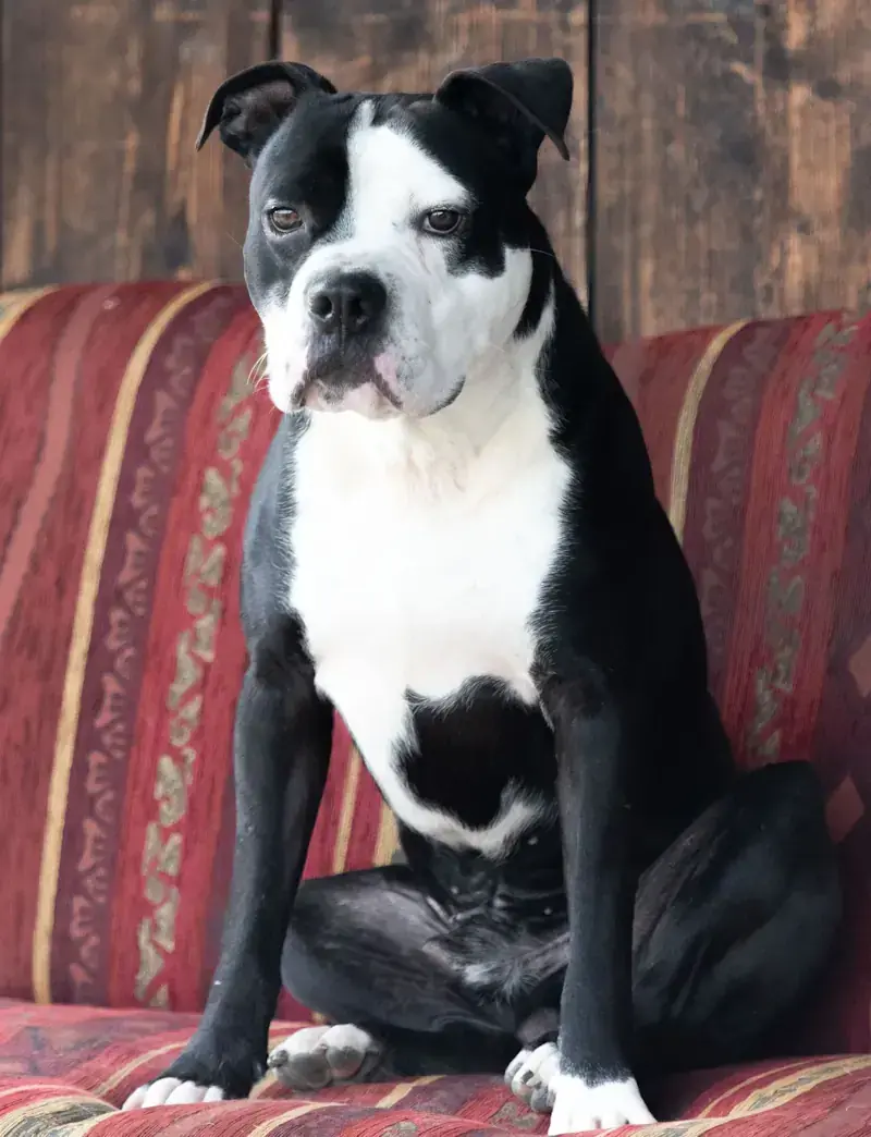 Joker - American Staffordshire Terrier - Bild 1