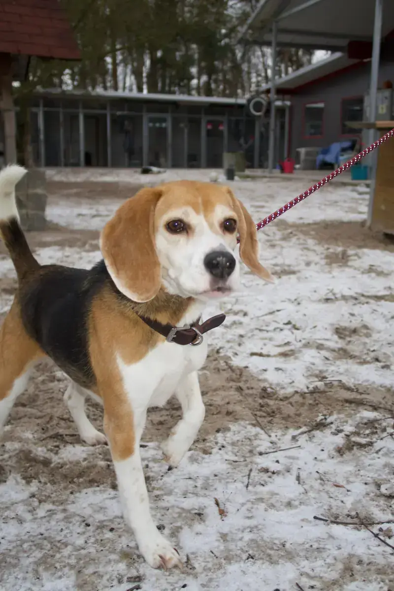Mia - Beagle - Bild 3