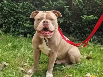 Dexter – Hund – Bild 2