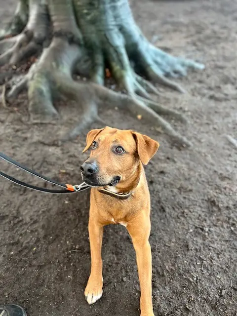 Simba - Labrador Retriever - Bild 2
