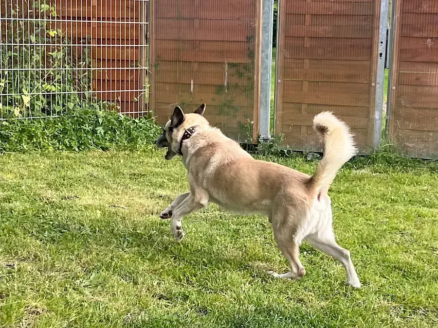 Chester - Deutscher Schäferhund - Bild 13