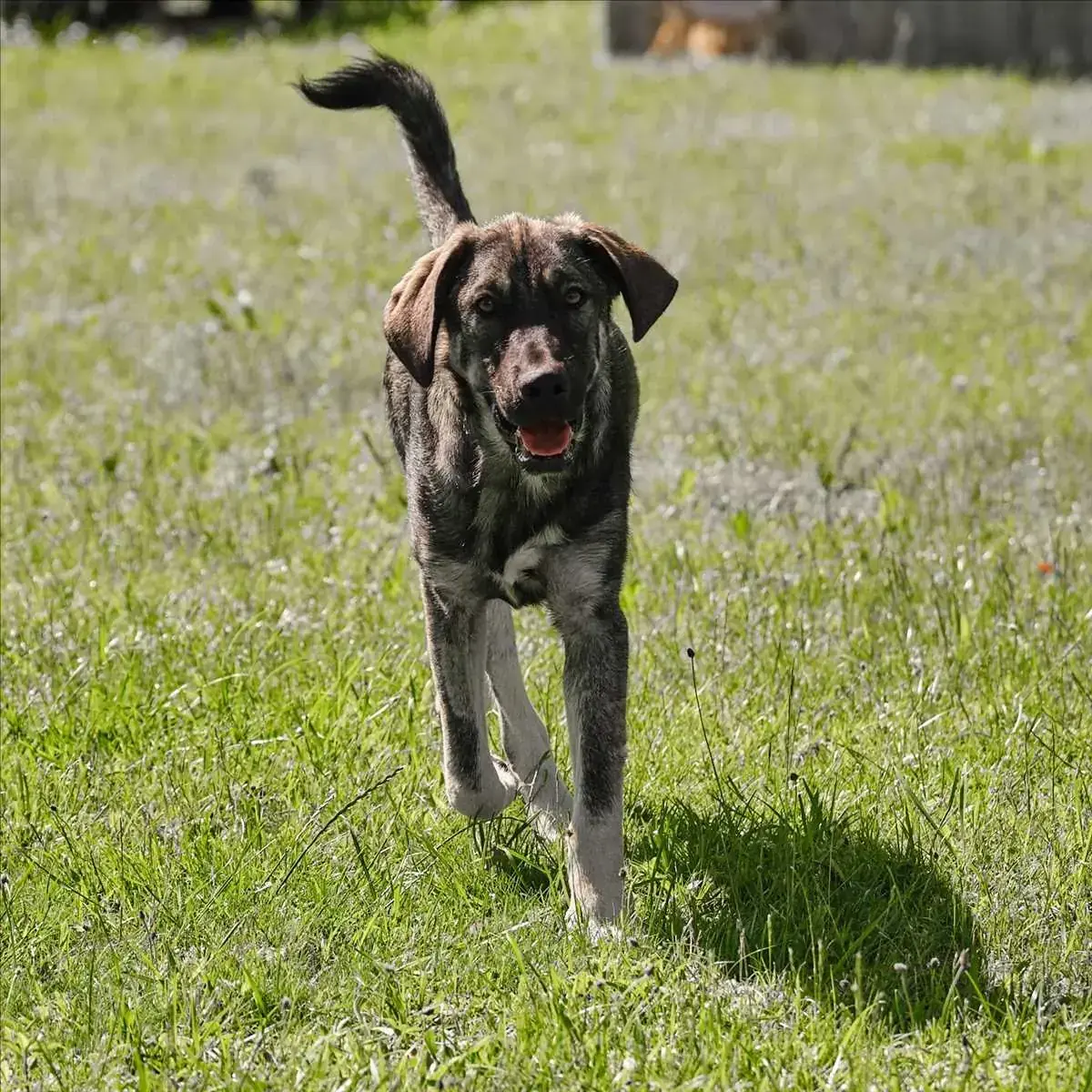 MARO -  - Bild 2