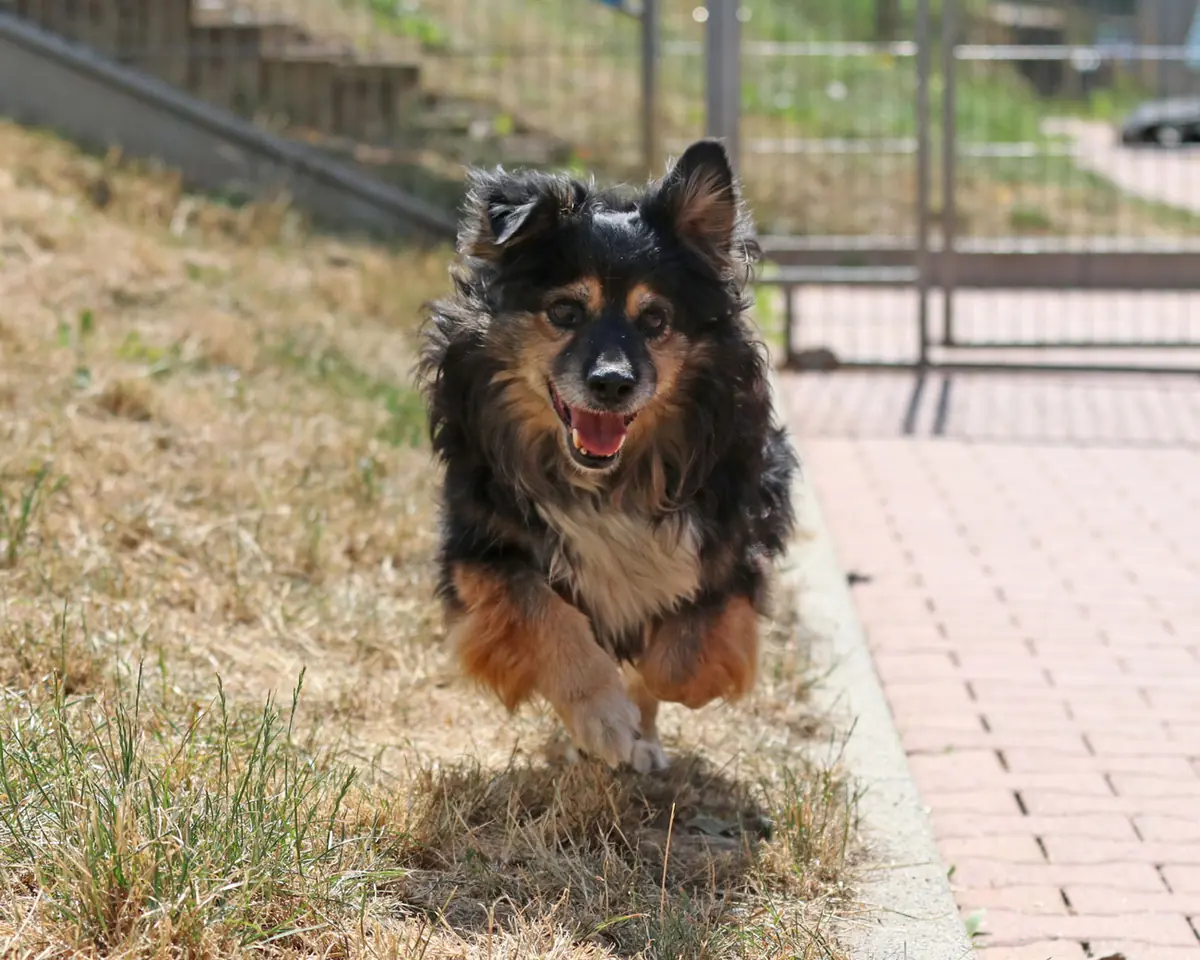 Buddy -  - Bild 3