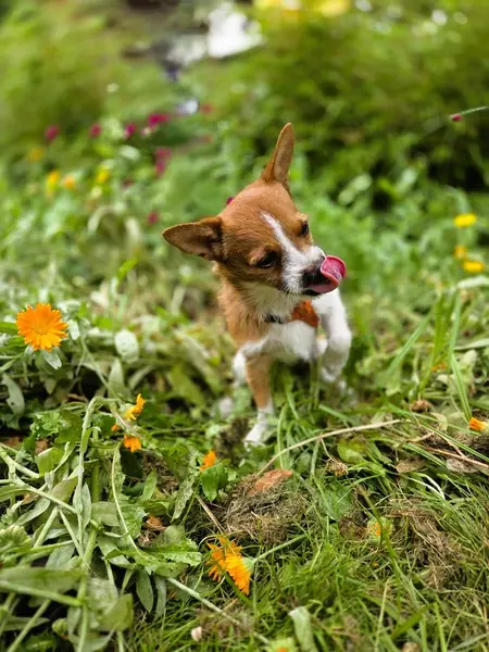 Fenry -  - Bild 7