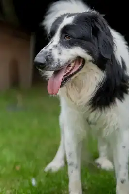 Pongo – Mischling – Bild 4