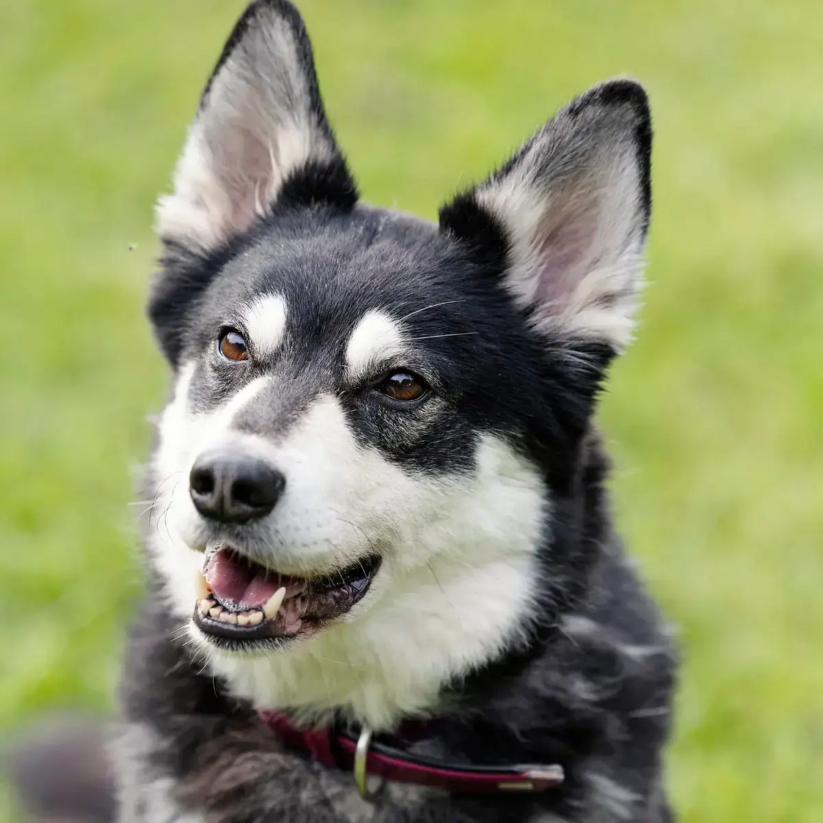 Müsli - Siberian Husky, Deutscher Schäferhund - Bild 1
