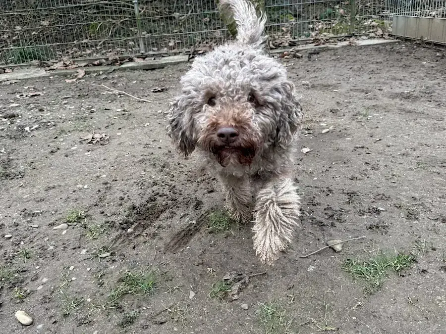 Julien – Lagotto Romagnolo – Bild 2