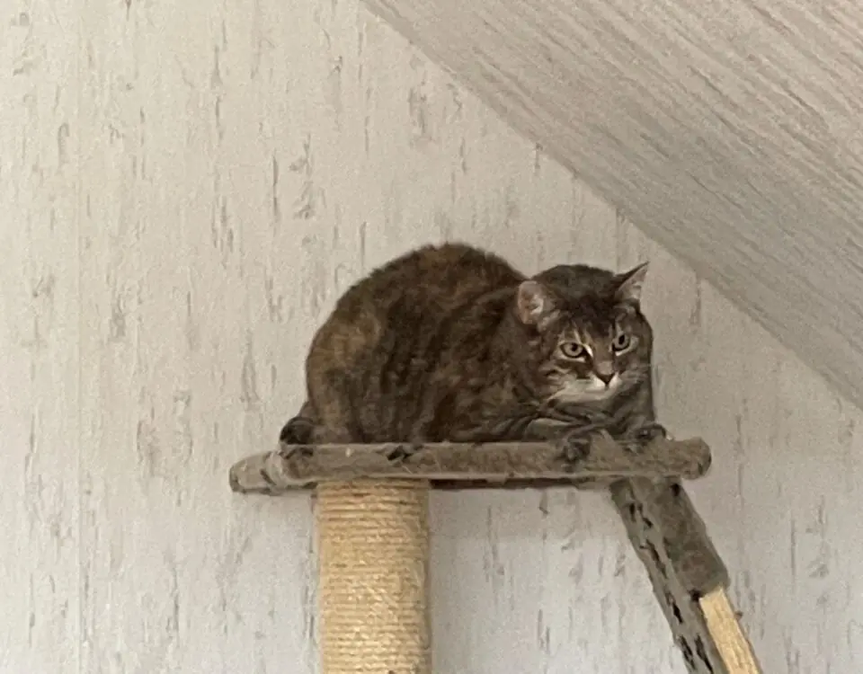 Simba -  - Bild 5