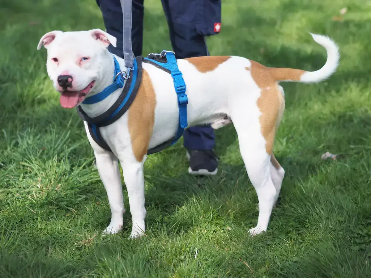 Staffordshire Bullterrier Hero