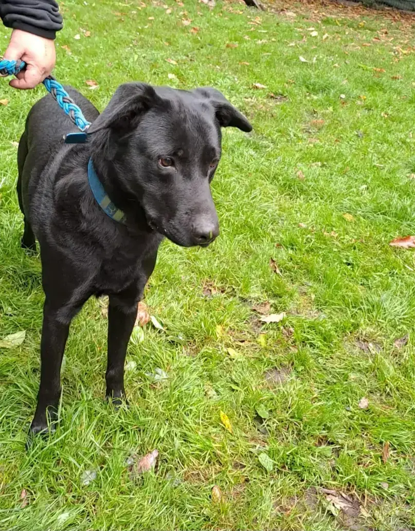 Labrador Retriever-Mix Billy