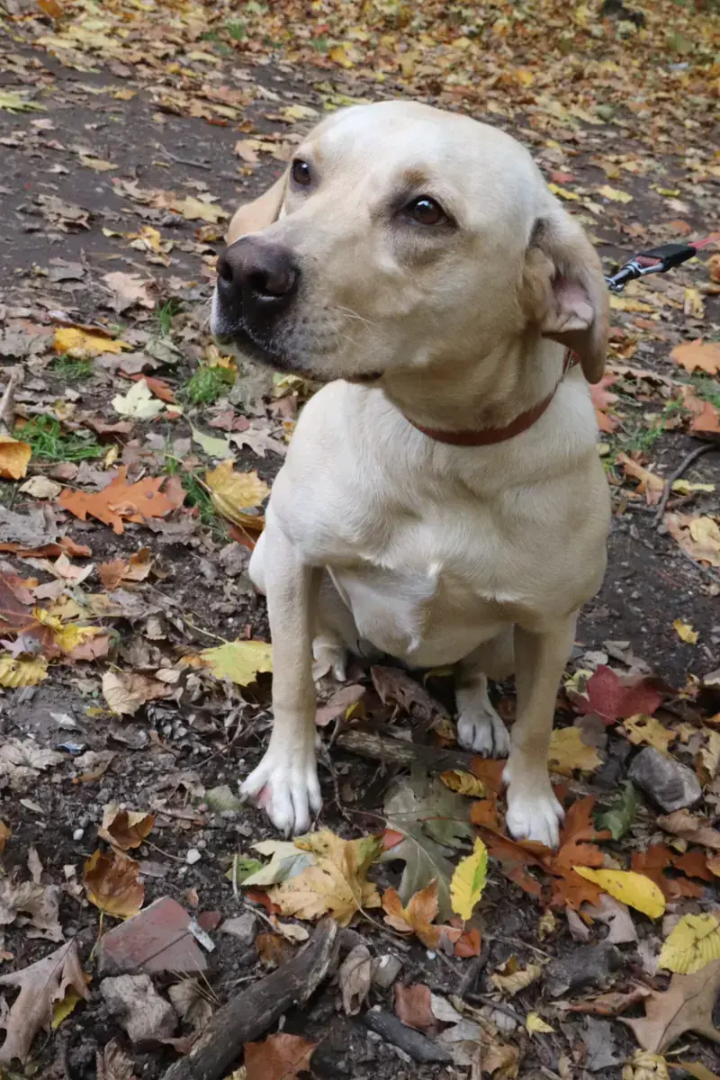 Lina - Labrador Retriever - Bild 5