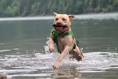 Ace – American Staffordshire Terrier – Bild 9