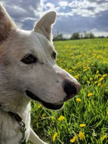 Gandalf -  - Bild 3