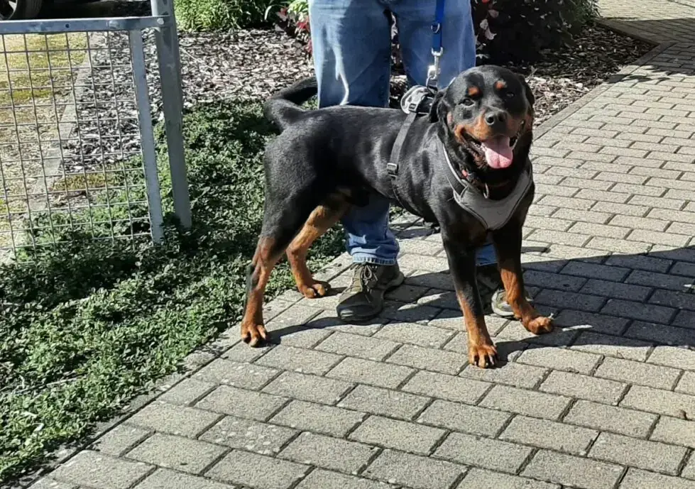 Amigo - Rottweiler - Bild 10
