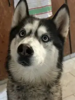 Siberian Husky Maja