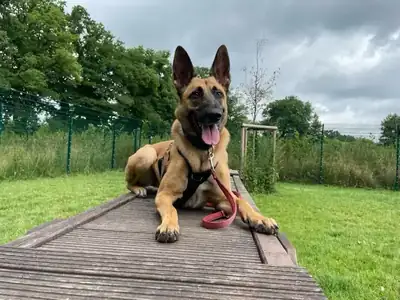 Trudi – Belgischer Schäferhund – Bild 2