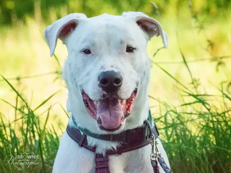 Bones - Dogo Argentino - Bild 10