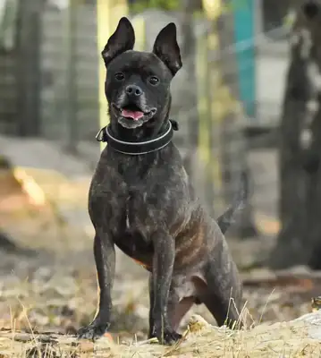 Mojo – Hund – Bild 3