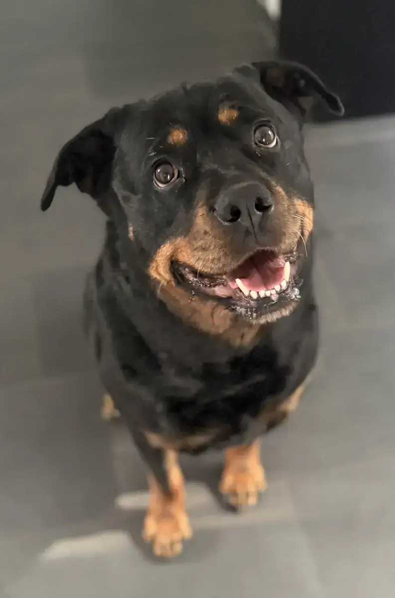 Tyra - Rottweiler - Bild 4
