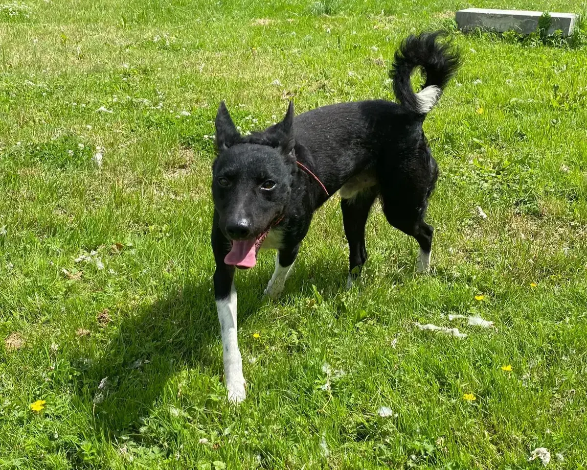 Freddy -  - Bild 1