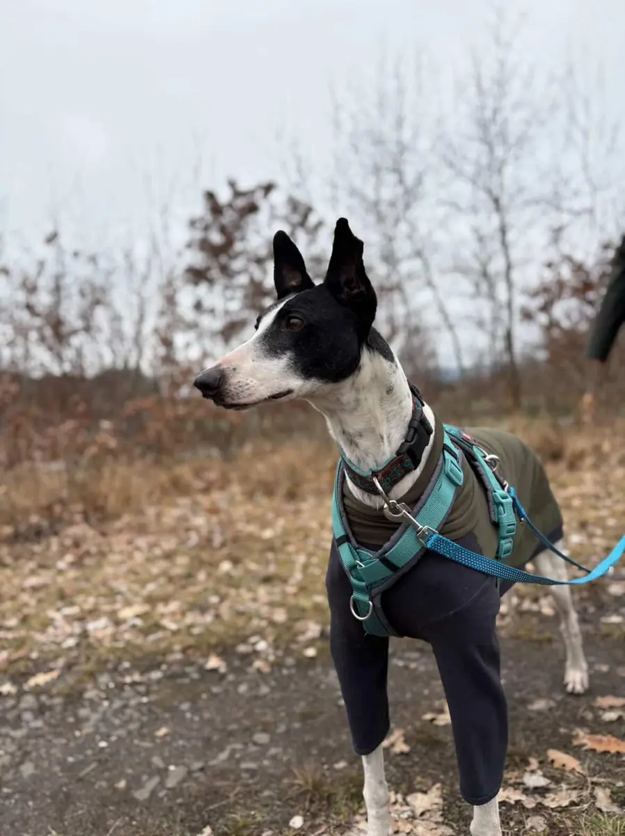 Faraon - Galgo Español - Bild 2