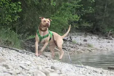 Ace - American Staffordshire Terrier - Bild 4