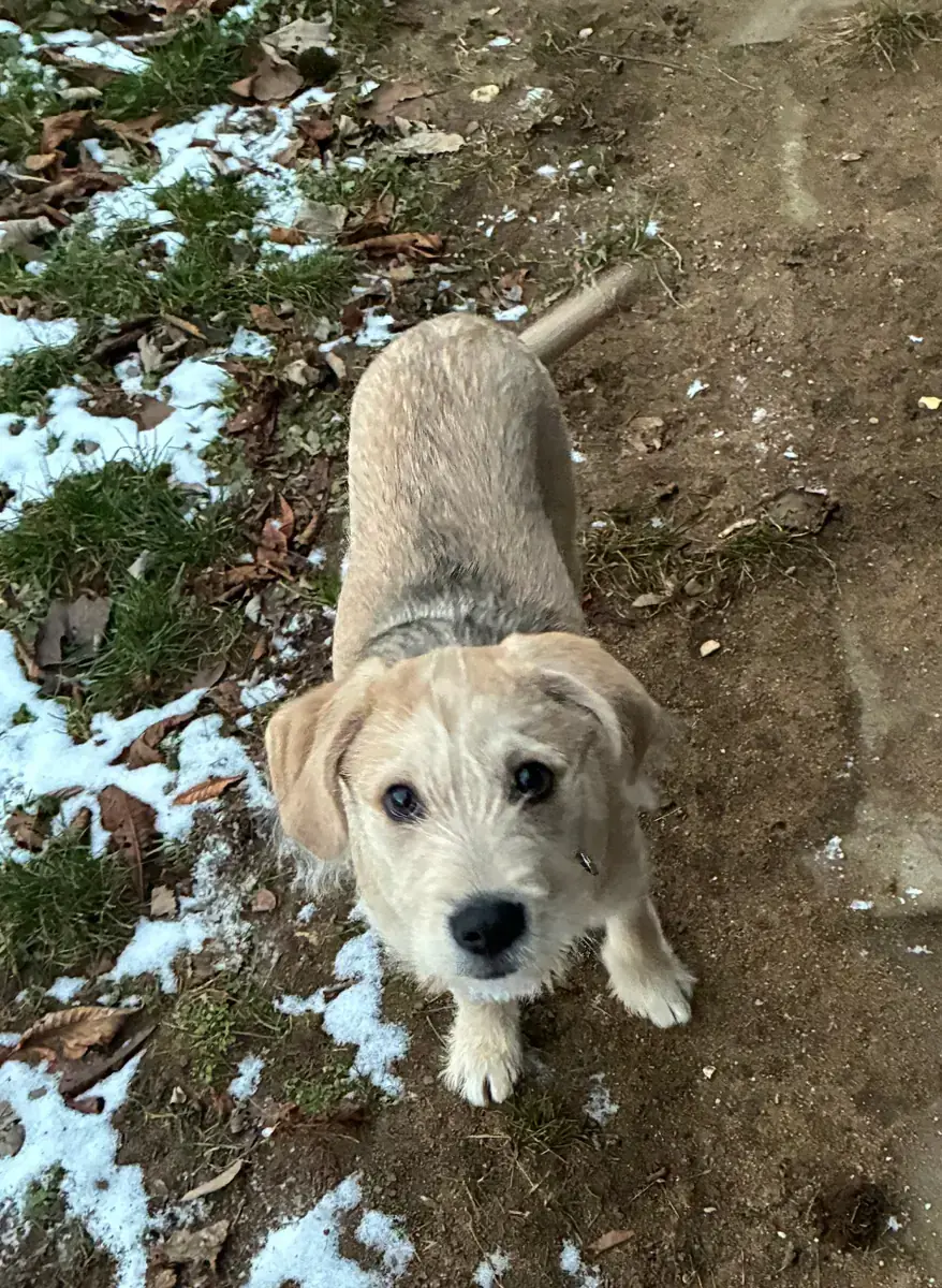 Balu -  - Bild 17