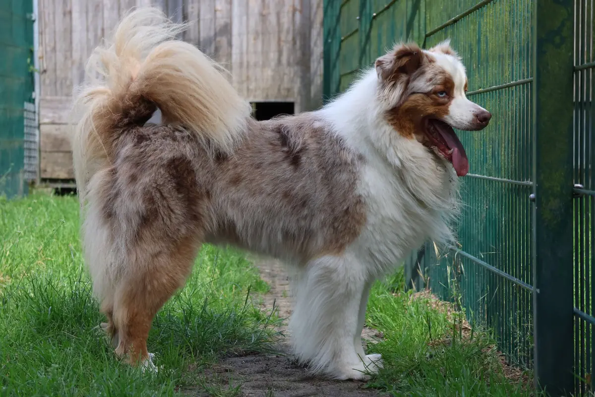 Noya - Australian Shepherd - Bild 4