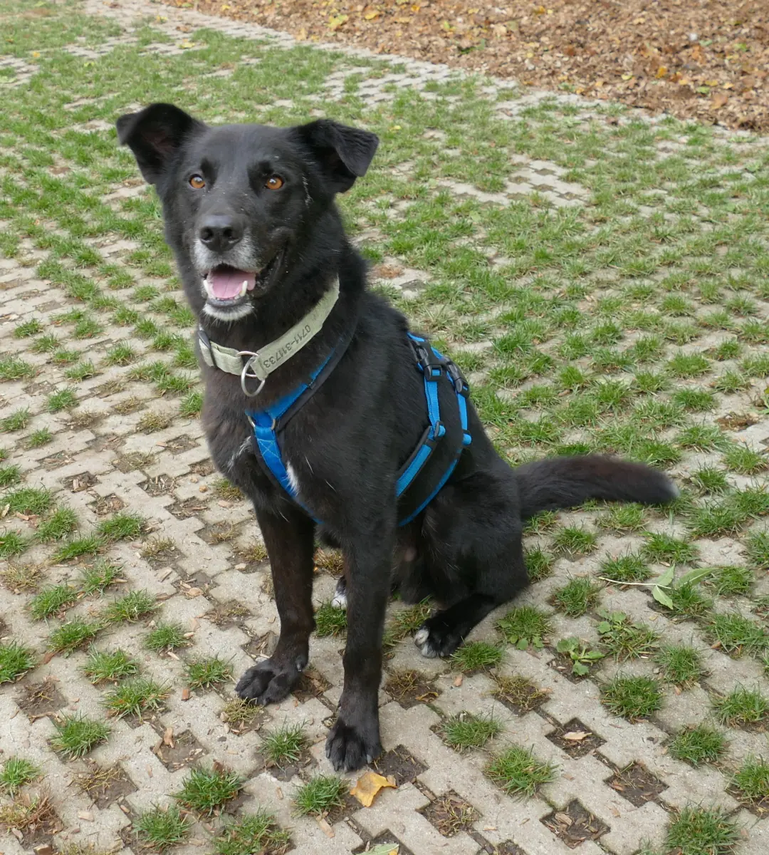 Rex - Deutscher Schäferhund - Bild 2