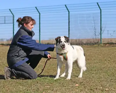 Merlin – Hund – Bild 2
