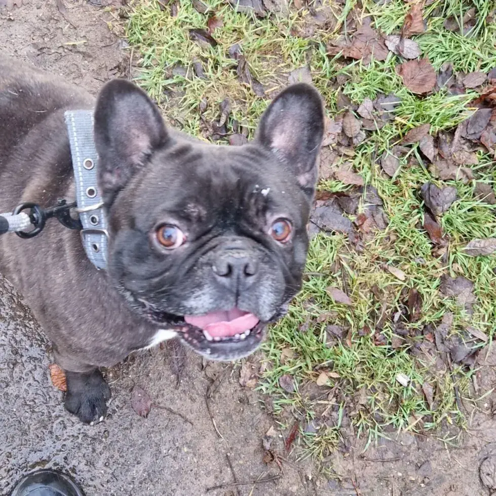 Kuma und Thor - Französische Bulldogge - Bild 6