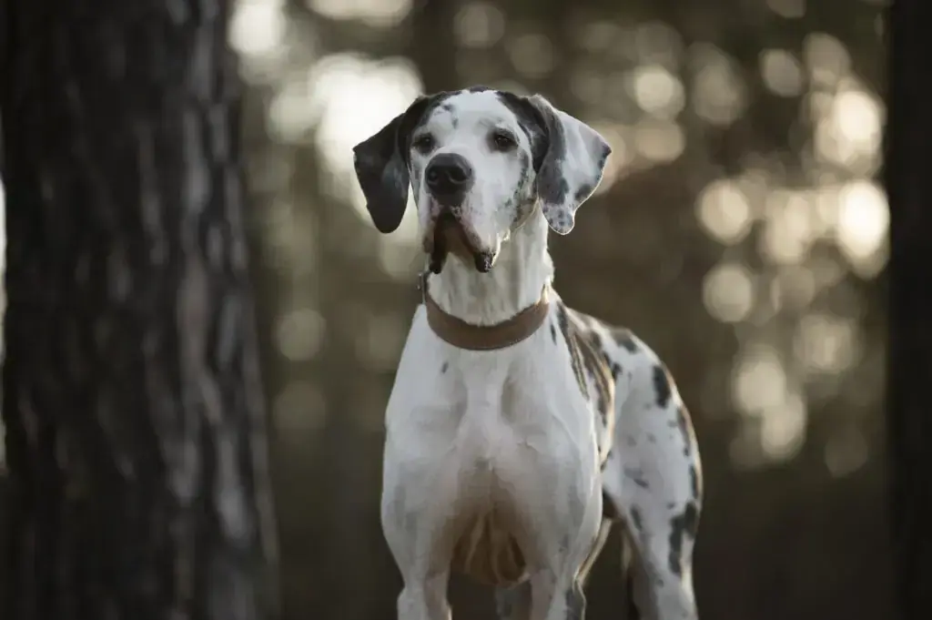 Karl - Deutsche Dogge - Bild 1