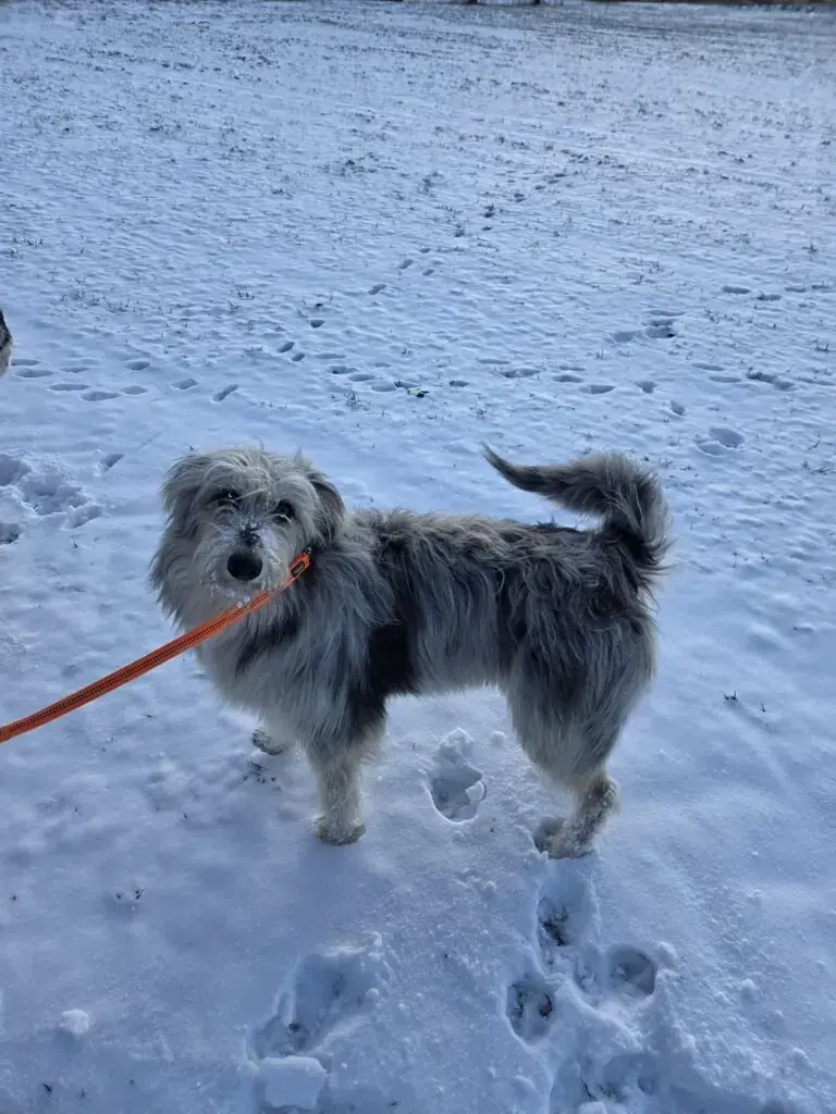 Max - Australian Shepherd - Bild 5