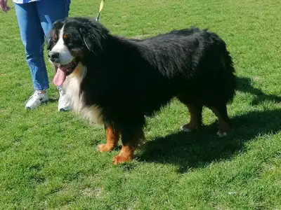 Lucky – Berner Sennenhund – Bild 2