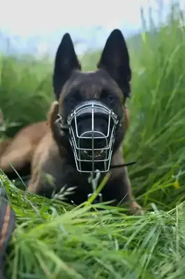 Sunny – Belgischer Schäferhund – Bild 12