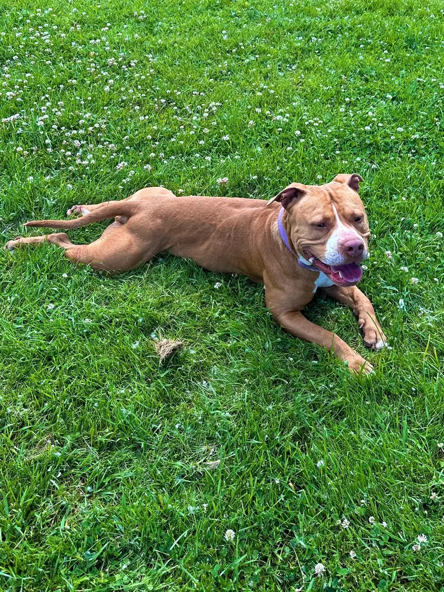 Elliot - American Staffordshire Terrier - Bild 2