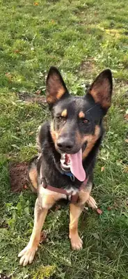 Josef – Hund – Bild 4