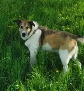 Carlos -  - Bild 2