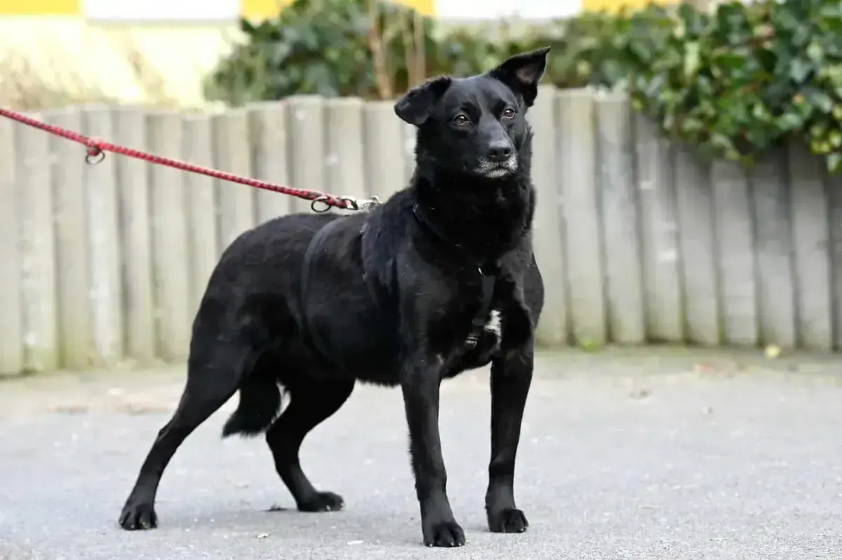Jesko – Hund – Bild 2