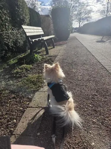 Elli & Merci - Chihuahua - Bild 2